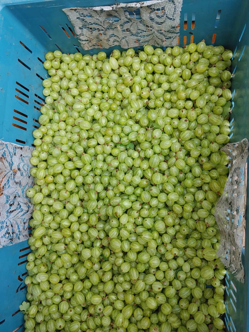 Venderé grosellas de la variedad Puszkinski, en cantidades de 12 a 15 toneladas