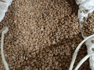 Vendo sorgo blanco, pureza 98%, humedad hasta 14,5%, embalaje