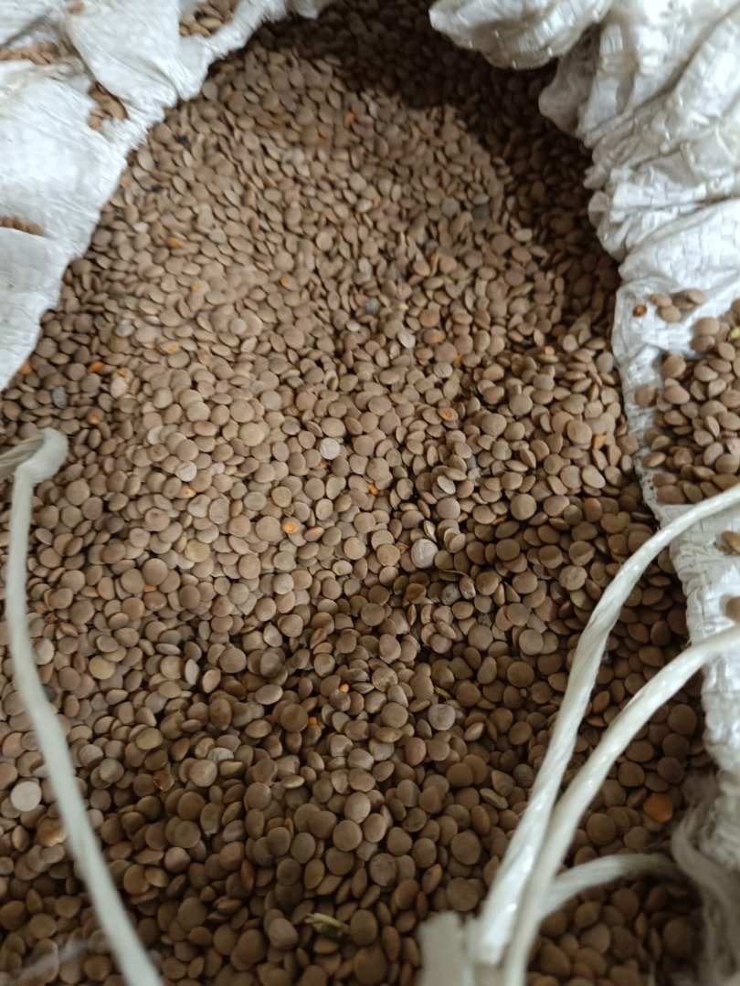 Vendo sorgo blanco, pureza 98%, humedad hasta 14,5%, embalaje big bag 1000-1100 kg