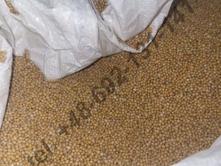 Nos gustaría ofrecerle la compra de semillas de mostaza