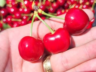 Cerezas de tamaño grande y mediano procedentes de la