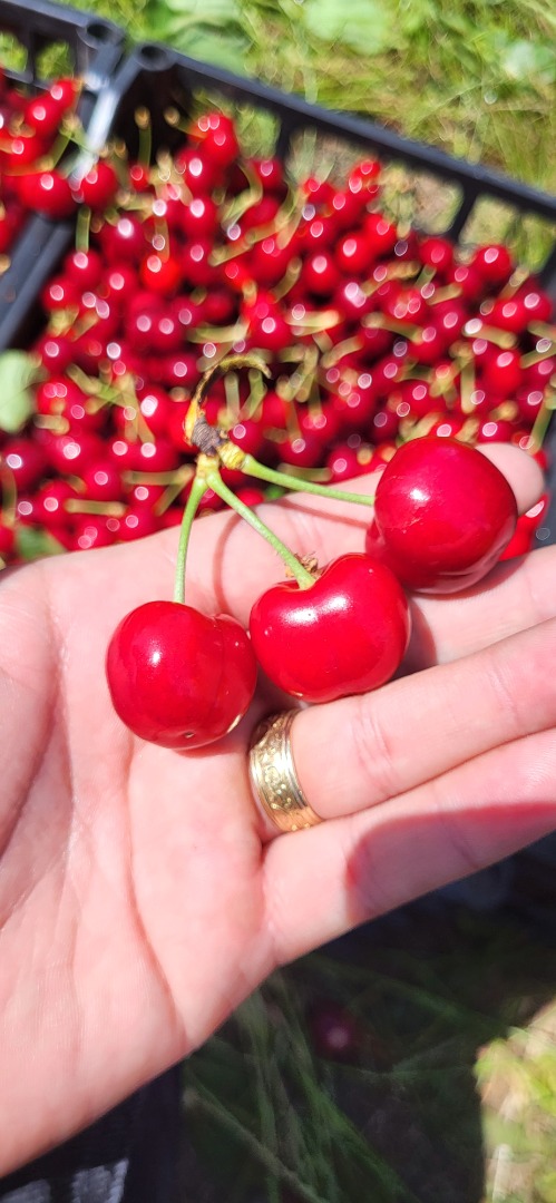 Cerezas de tamaño grande y mediano procedentes de la zona de Moldavia, condado de Iasi