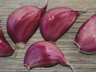 Nueva cosecha de ajo seco 2024 exportación desde Uzbekistán