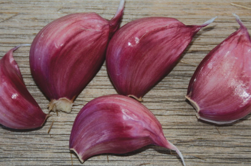 Nueva cosecha de ajo seco 2024 exportación desde Uzbekistán 1 kg 1,3$ 1 tonelada - 1300$