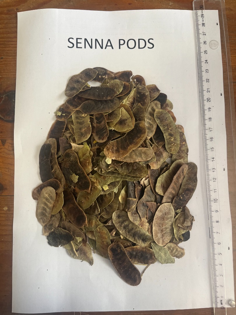 Ofrecemos vainas de Sen