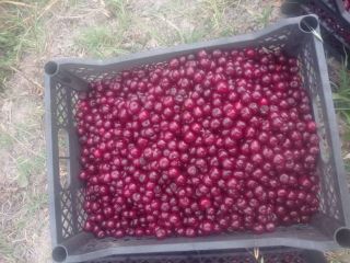 Compraré cualquier cantidad de cerezas frescas. Tel. [teléfono]
