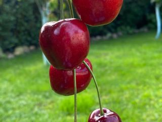 Oficialmente a partir del 06.08.2024 comenzaremos a cosechar cerezas