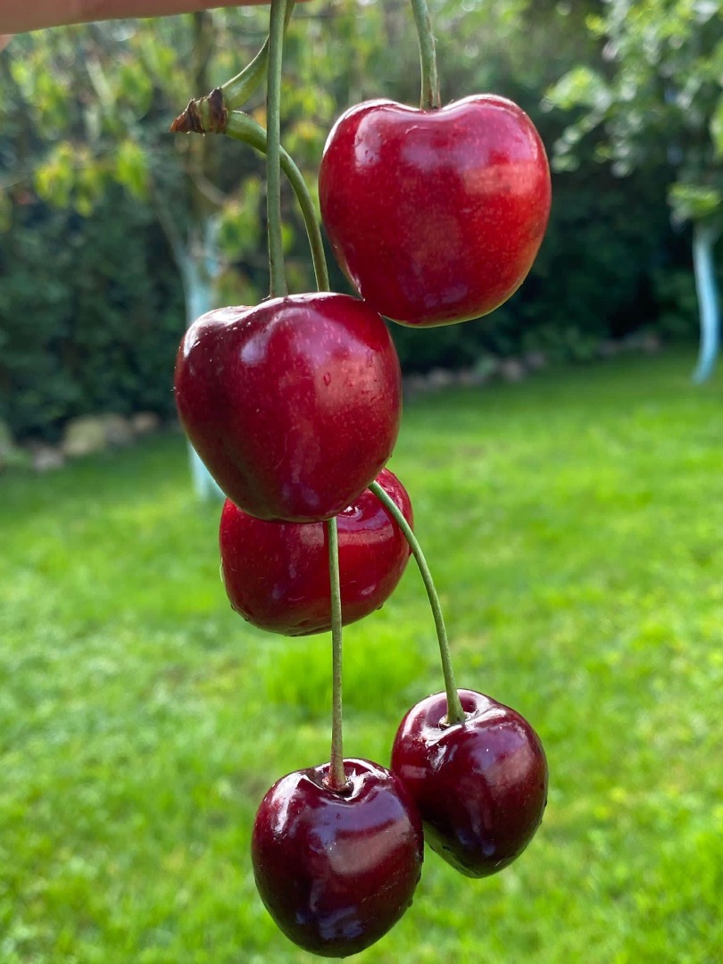 Oficialmente a partir del 06.08.2024 comenzaremos a cosechar cerezas de nuestro propio huerto, producción 100% rumana