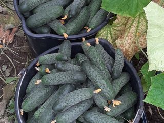 Estimados clientes: Nos gustaría anunciarles que vendemos pepinos, tomates