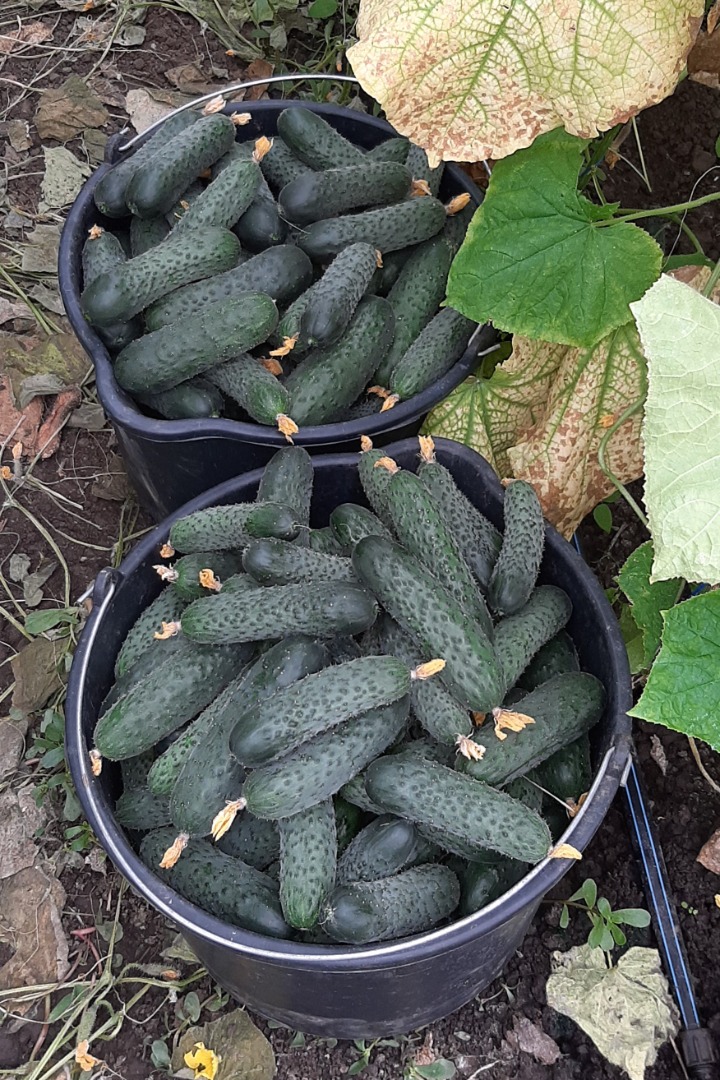 Estimados clientes: Nos gustaría anunciarles que vendemos pepinos, tomates y otras verduras frescas en cantidades industriales