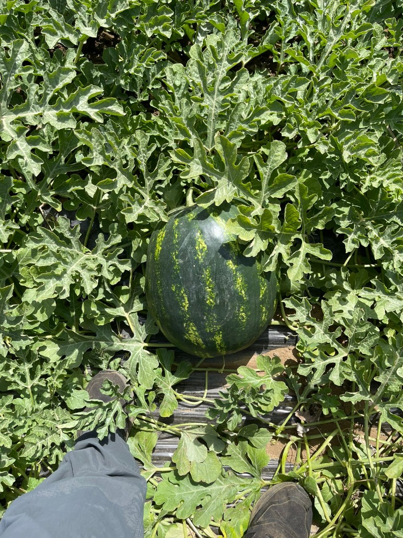 Tamaño 6-10 kg, forma redonda