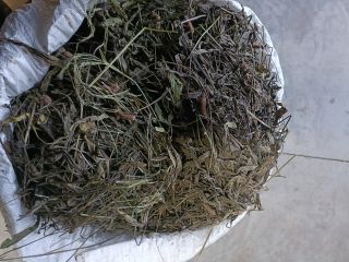 Hola tengo a la venta plátano, es la cosecha