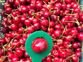 Vendo bagre cereza grande