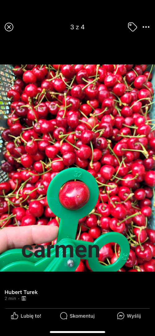 Vendo bagre cereza grande