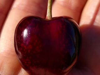Hola, te invito al huerto familiar CHERI ORCHARD Ofrecemos