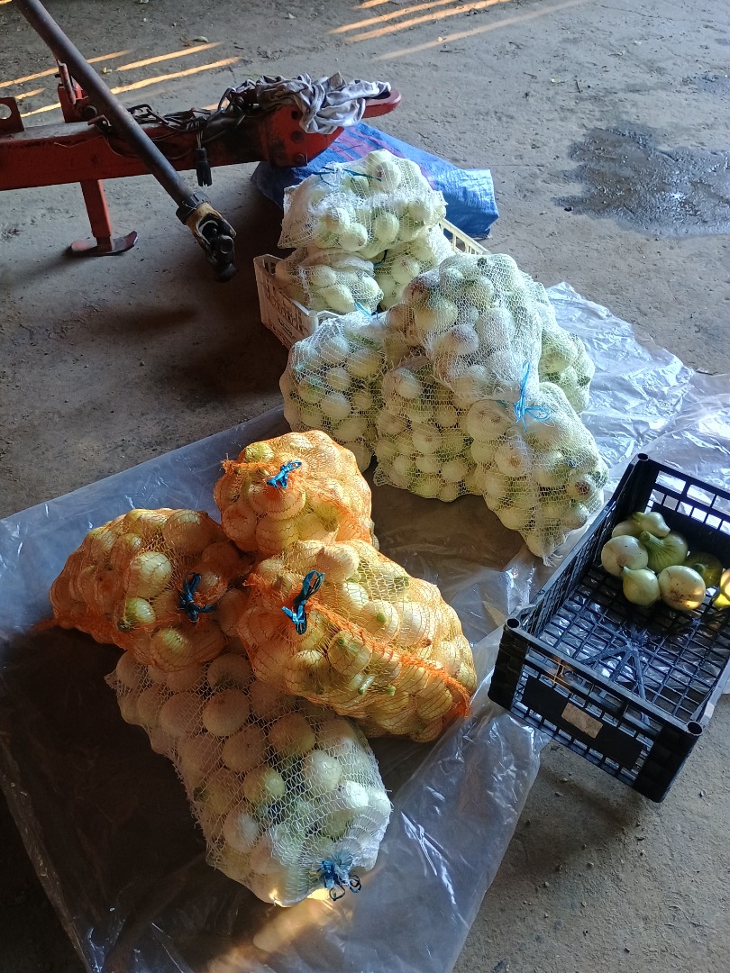 Vendo cebollas tiernas peladas blancas calibre 5+ lavadas