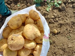 Vendemos patatas rumanas al por mayor. contenedor: bolsa, malla,