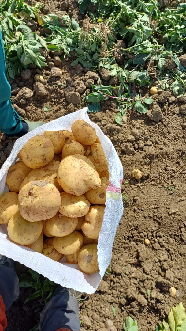 Vendemos patatas rumanas al por mayor