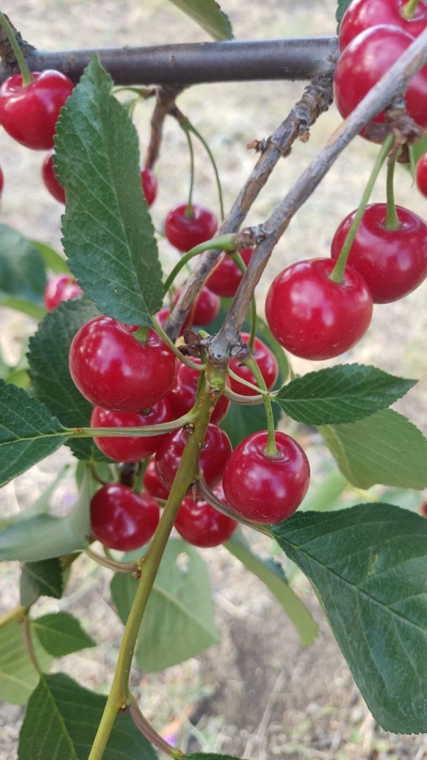 Productor de guindas de la República de Moldavia