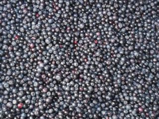 Compraré bayas del bosque frescas en toda Polonia, en