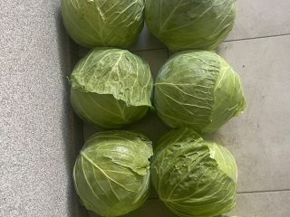 Venderé hasta 50 toneladas de col blanca. cabezas de