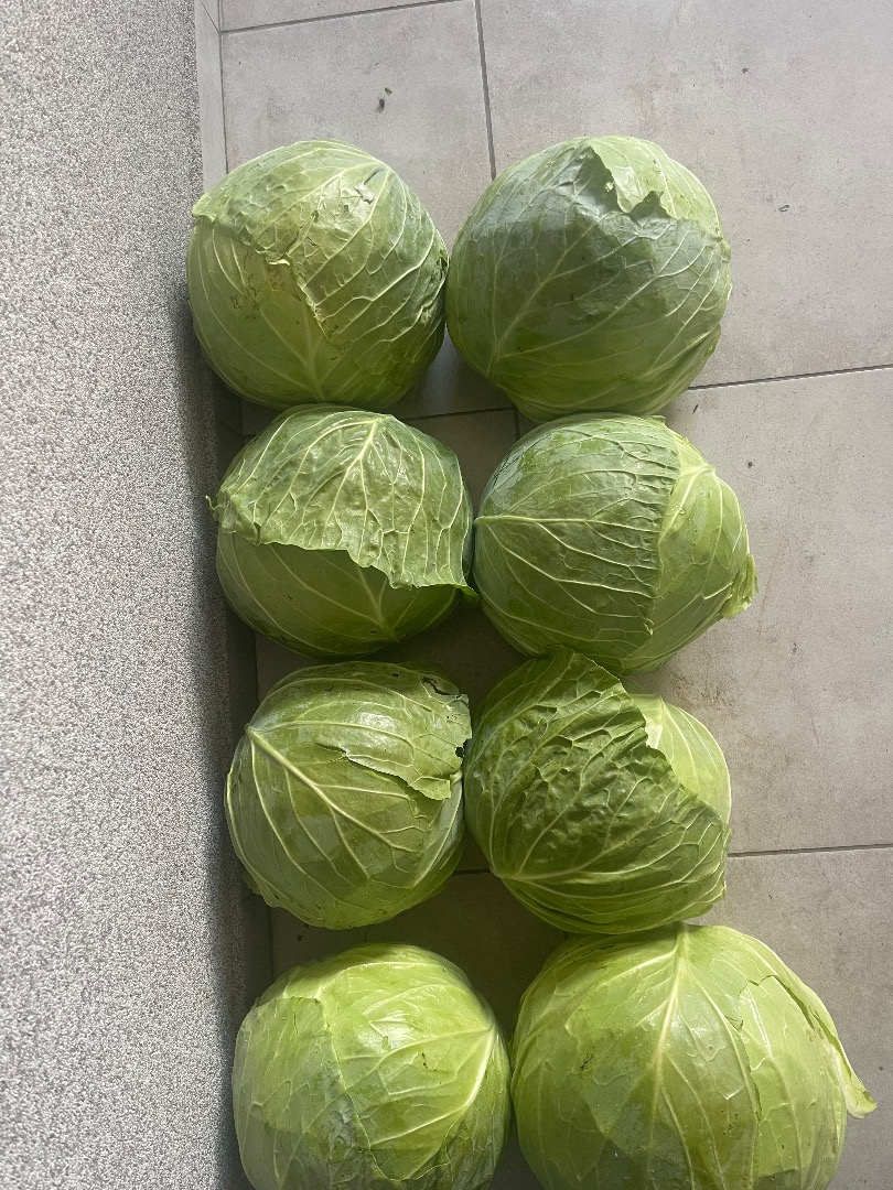 Venderé hasta 50 toneladas de col blanca