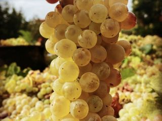 Uvas de vino blanco ecológicas certificadas - IGP Lazio,