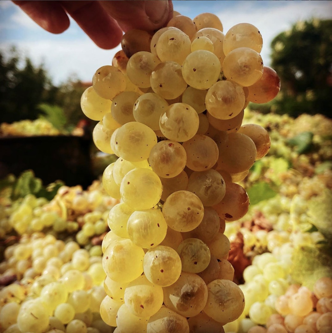 Uvas de vino blanco ecológicas certificadas - IGP Lazio, DOC Colli Albani, DOC Castelli Romani - Trebbiano toscano, Malvasia del Lazio y Malvasia di Candia