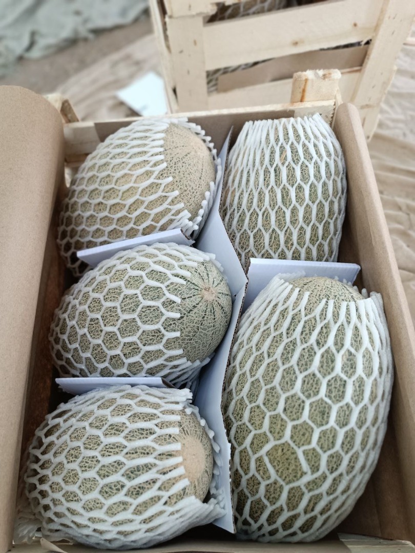 La empresa exportadora "MUSAEVS EXIM CONSULTING" en Uzbekistán ofrece melones de las variedades "Torpedo" y "Airport" de la más alta calidad a precios