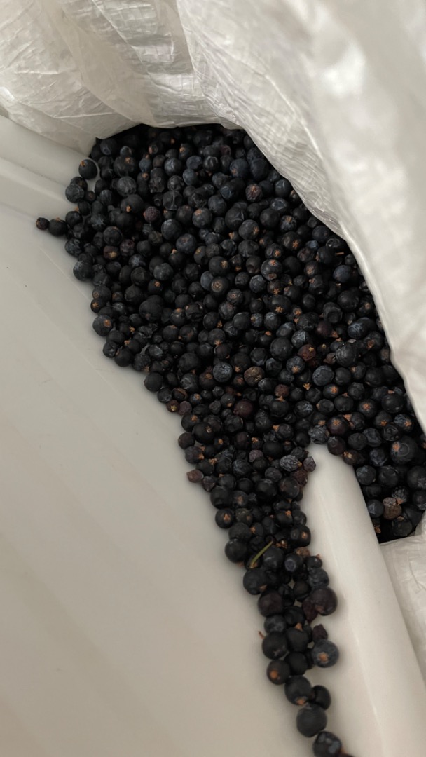 Fruto de enebro -Juniperus communis