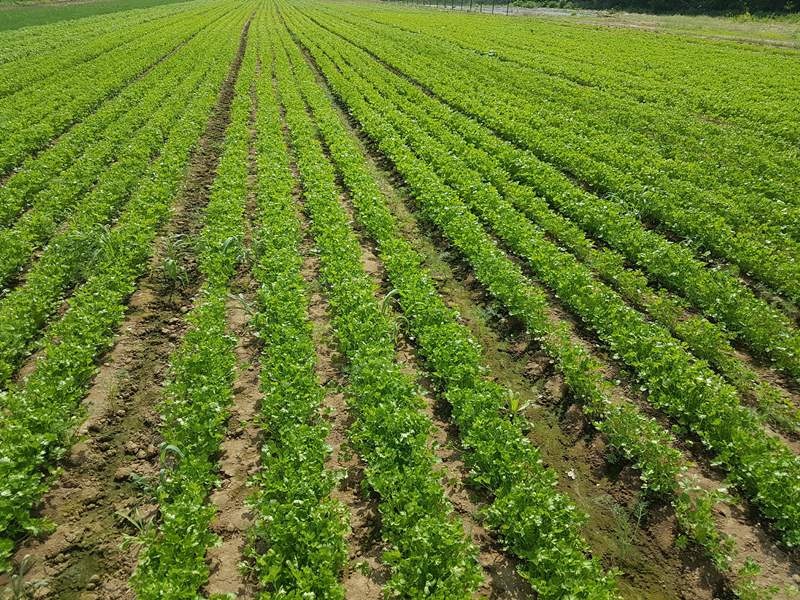 Soy productor de ENELDO, ENELDO, perejil, cebollino y apio, y conjuntos de encurtidos