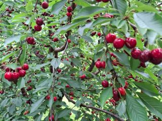 CEREZAS - Las cerezas se venden con agitación planificada