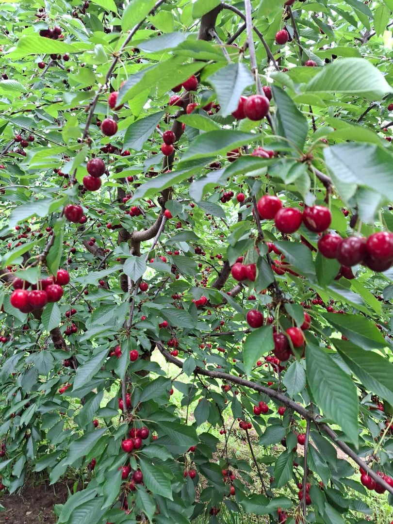 CEREZAS - Las cerezas se venden con agitación planificada en lotes pequeños y grandes en el distrito de Szabolcs-Szatmár-Bereg, en la finca Érpatak Zsindelyes