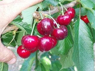Cerezas (Sweet Heart, Regina, Cartilage Cherry, Kordina, Skeena) Si