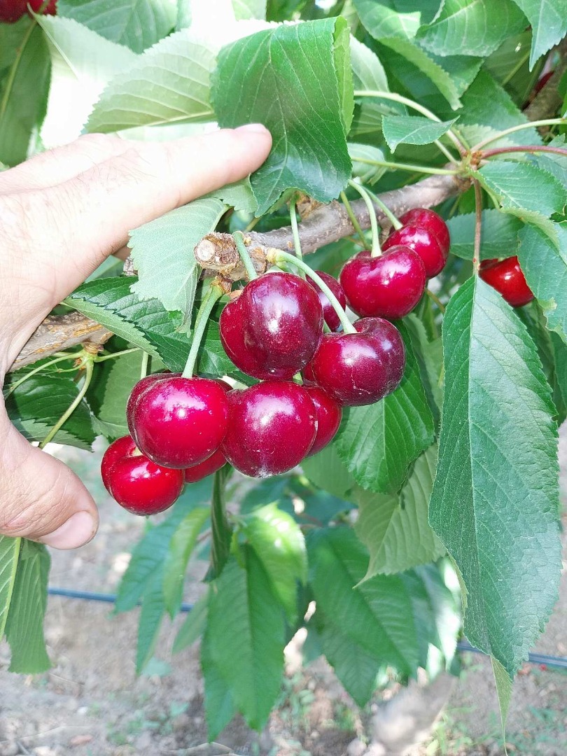 Cerezas (Sweet Heart, Regina, Cartilage Cherry, Kordina, Skeena) Si está interesado, le enviaremos las cerezas en un camión con aire acondicionado organizado