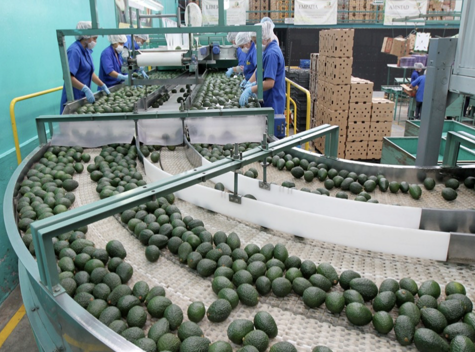 Ofrecemos aguacate calibre 14-20 a $2300 / Tonelada Métrica CIF España OTRAS CARACTERÍSTICAS: Empaque primario: Cajas de 4kg: 264 cajas por pallet, 20 pallets