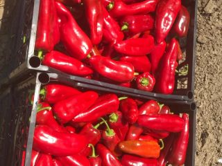 Suministramos pimientos Capia frescos, jalapeños y pepinillos para uso