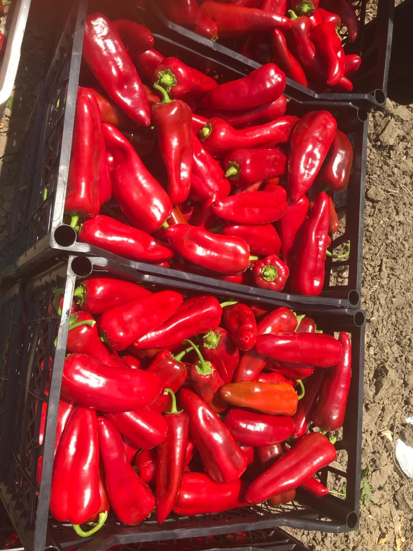Suministramos pimientos Capia frescos, jalapeños y pepinillos para uso industrial, procedentes de Turquía