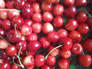 Venderé cerezas de Poznań, ahora tengo cerezas sanas y