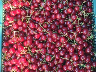 Cereza polaca. Directamente del agricultor, precio negociable.
