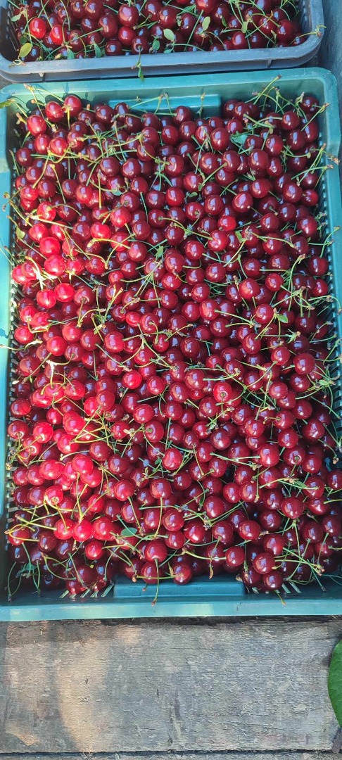 Cereza polaca