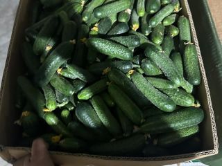 Enviamos pepinos buenos y sabrosos en grandes cantidades. al