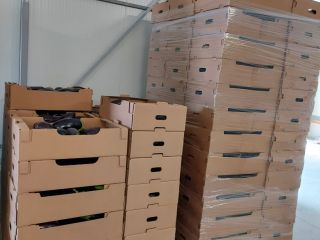 Vendemos grandes cantidades de berenjenas de la más alta