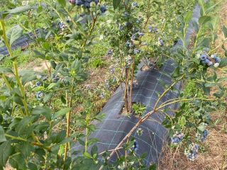 Venderé arándanos cultivados en una plantación de 4 años.