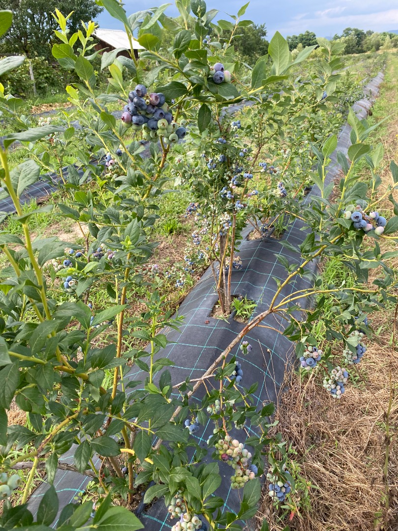 Venderé arándanos cultivados en una plantación de 4 años