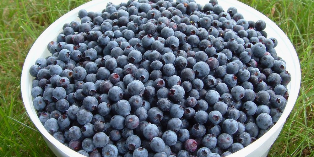 Venta de arándanos de montaña recién recogidos