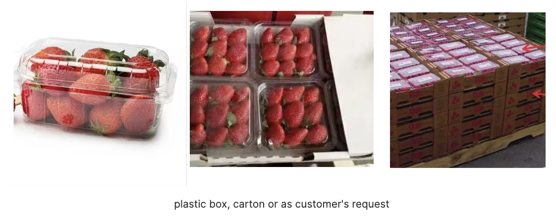 Gran oferta - Fresas frescas de Global Gap - Alta calidad, el mejor sabor, precio negociable sin impuestos