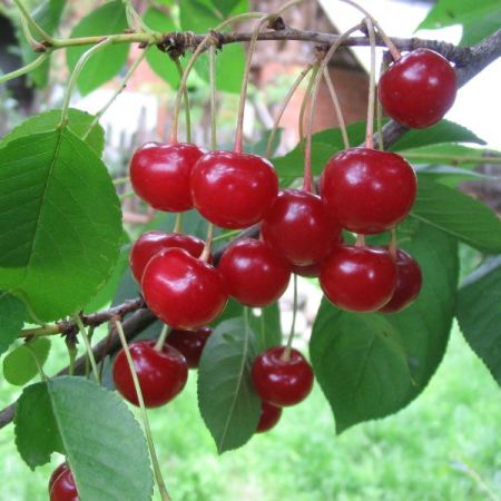 ¡Estoy vendiendo cerezas! ¡Apto para compota, mermelada o tarta! Menos de 30 kg - 5 lei Más de 30 kg - 4 lei