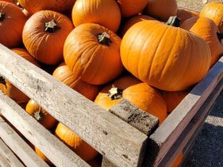 Cooperaré con la entrega de calabazas de Halloween. Tengo