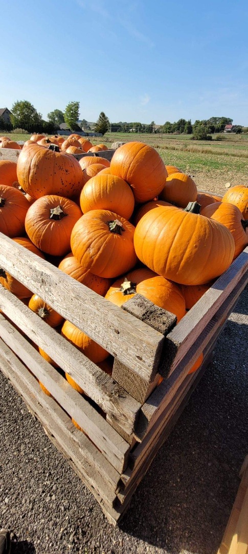 Cooperaré con la entrega de calabazas de Halloween